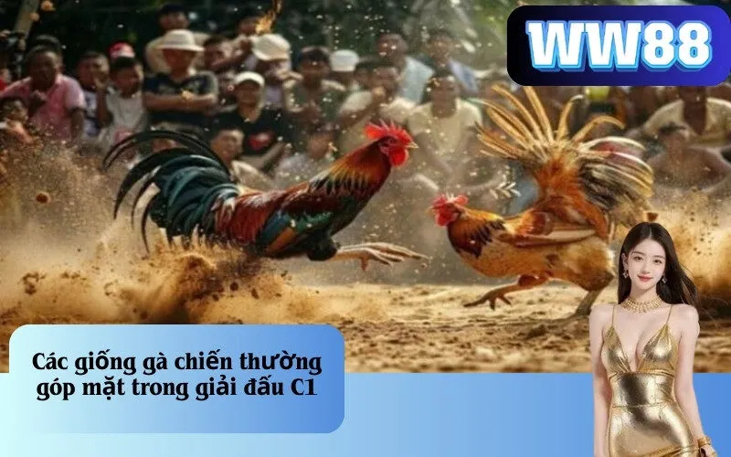 Các giống gà chiến thường góp mặt trong giải đấu C1