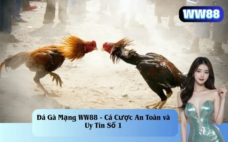 Đá Gà Mạng WW88 - Cá Cược An Toàn và Uy Tín Số 1