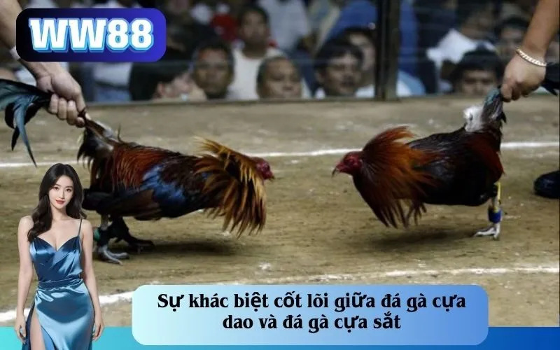 Sự khác biệt cốt lõi giữa đá gà cựa dao và đá gà cựa sắt